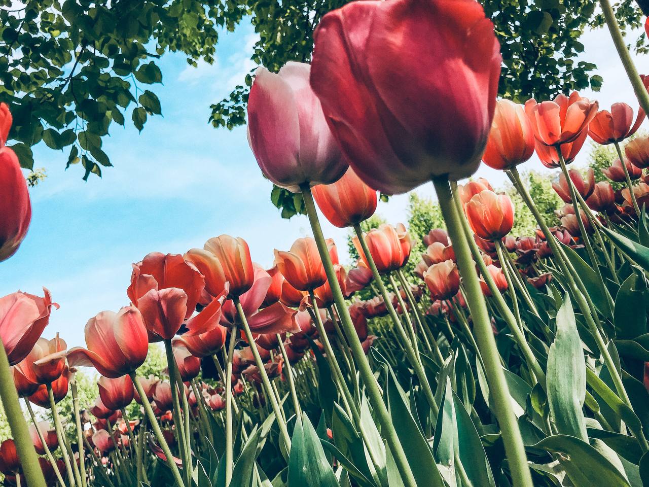 Фестиваль Китайского Нового года пройдет в Аптекарском огороде