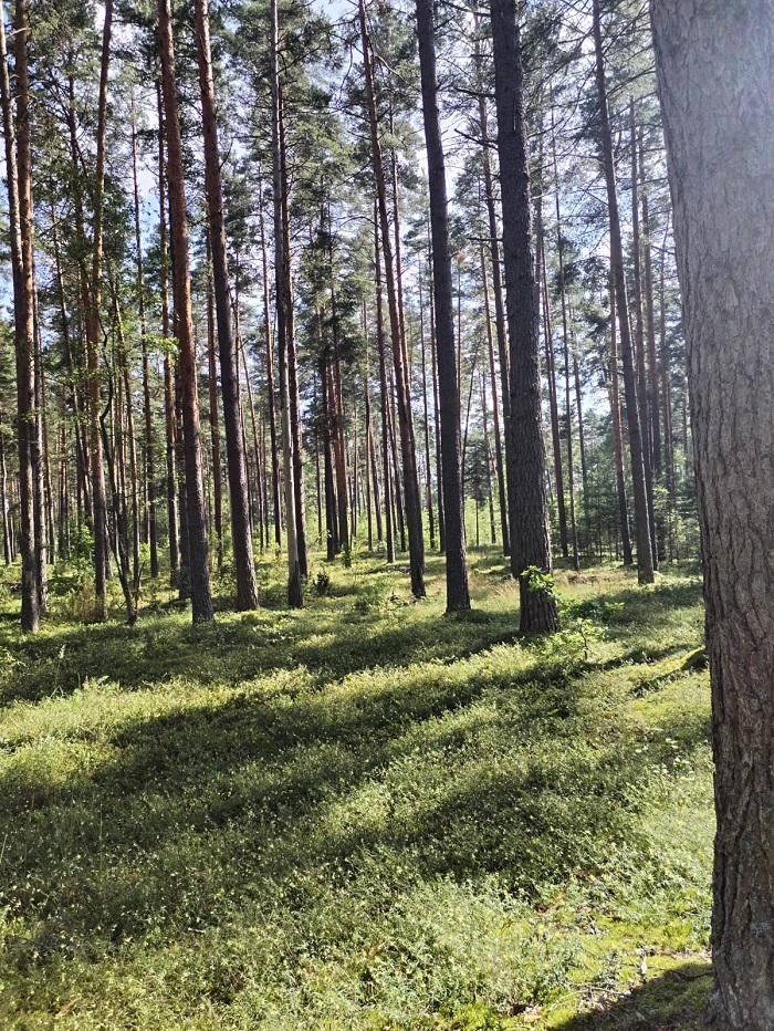 Участок с корабельными соснами