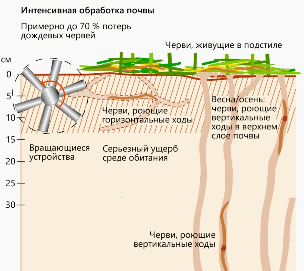 Польза червей для растений и почвы 