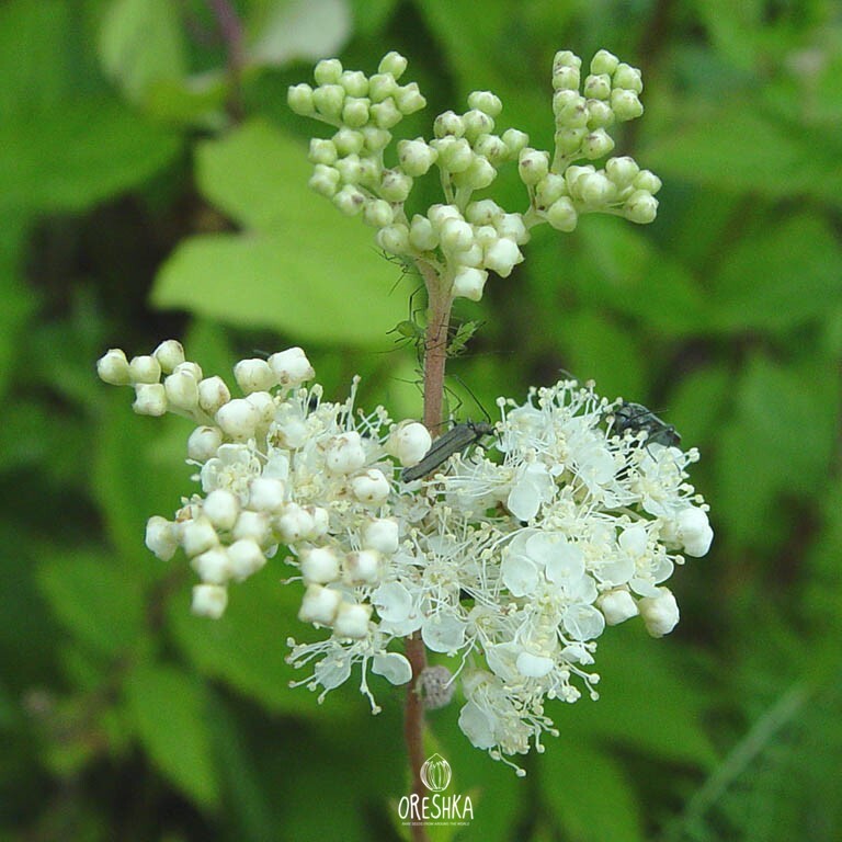 How to Grow Meadowsweet from Seed
