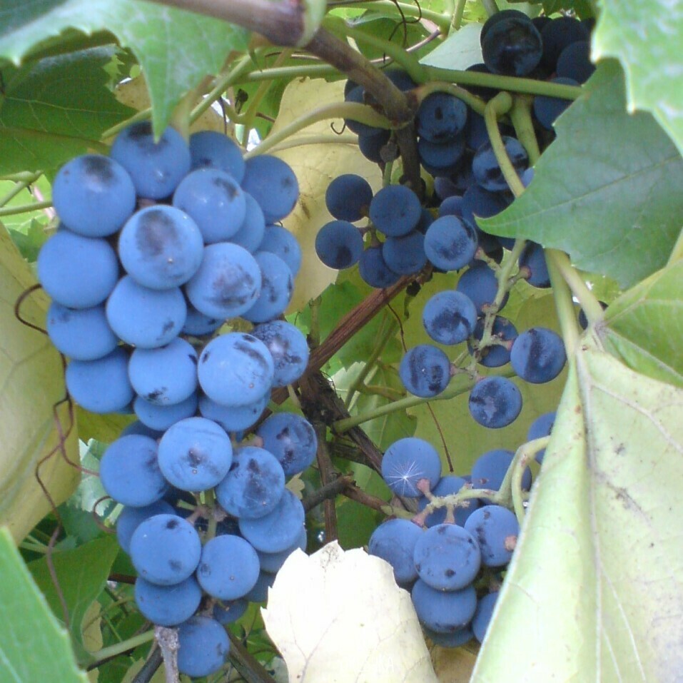 Виноград изабелла фото и описание