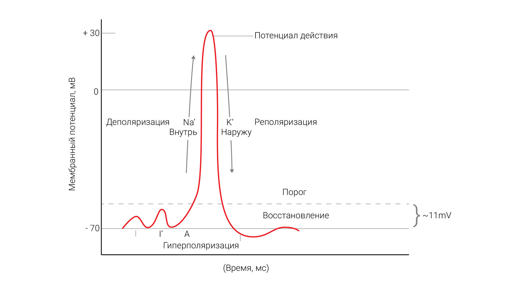 Обозначьте на рисунке фазу деполяризации