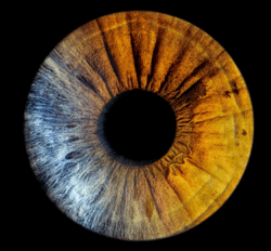  Айрис | Фото радужки Посмотрите, что для Вас есть: 