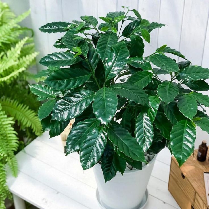 Green indoor plant in pot
