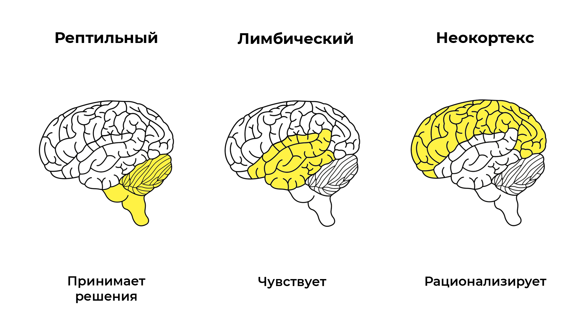 Схема принятия решений мозгом