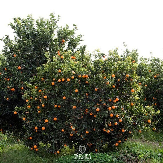 Seeds of Mandarin morocco (Cītrus reticulata) — 10 pcs