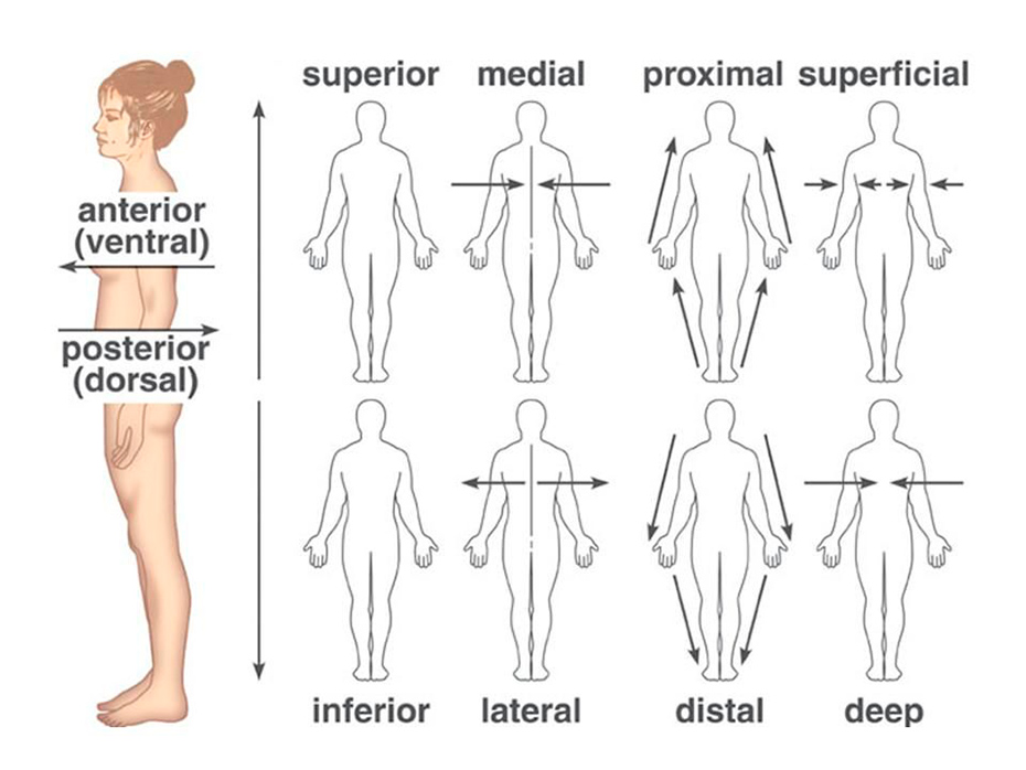 Пространственные термины анатомии