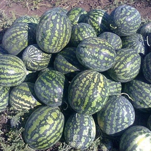 Seeds of Cold Watermelon (Citrullus lanatus) — 10 pcs