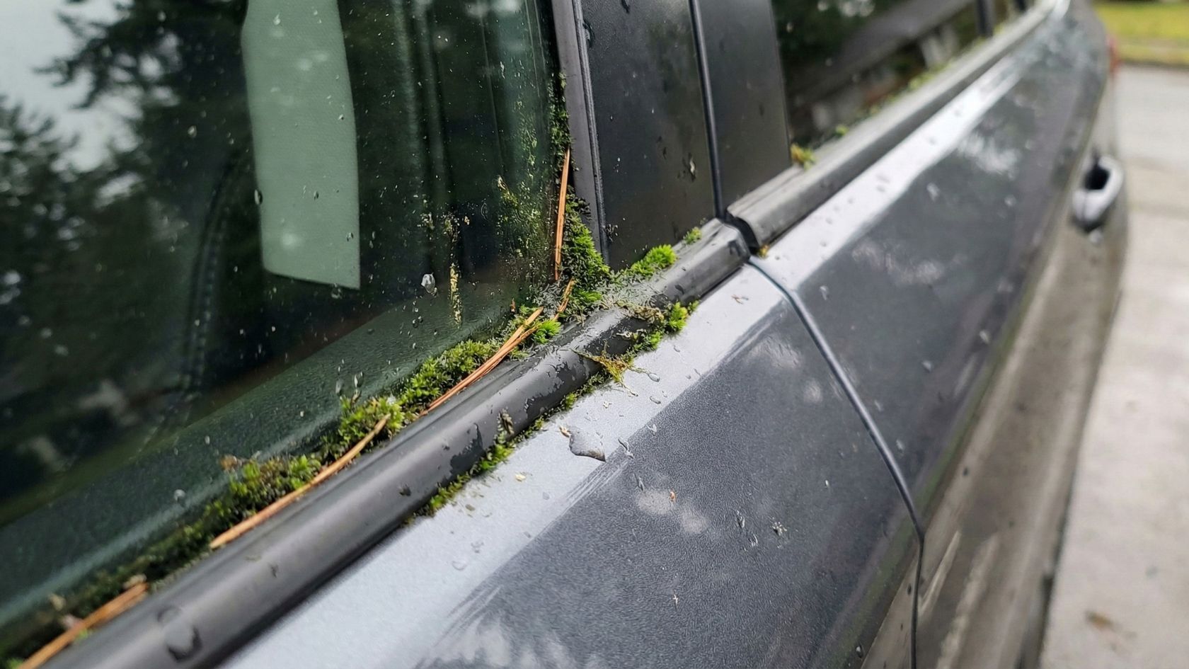 moss buildup around car window seals