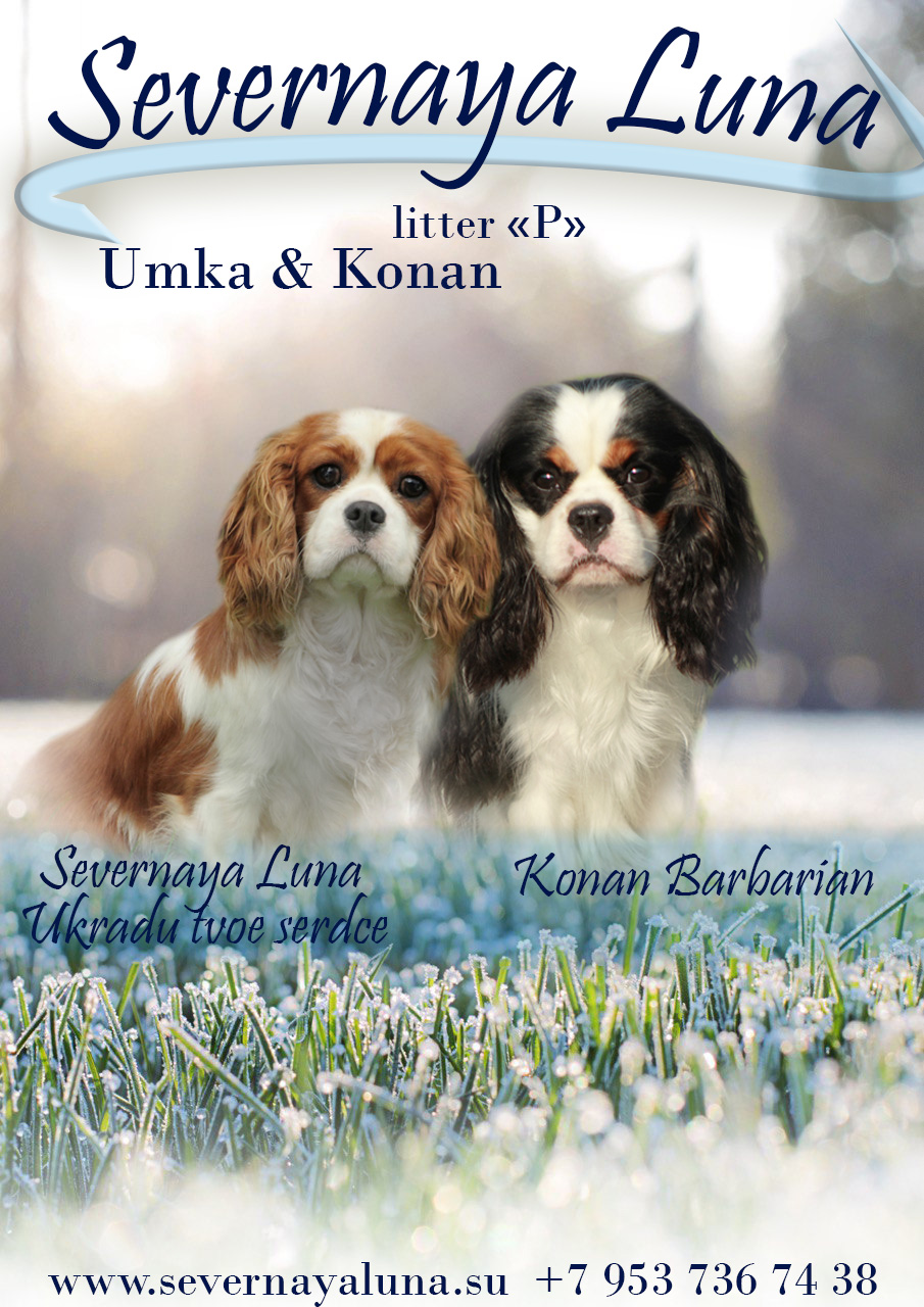 Кавалер Кинг чарльз спаниель бленхейм триколор