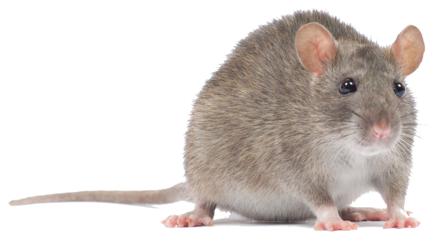 Машь имя. Мышка. Крыса без фона. Мышь без фона. Мышь на прозрачном фоне.