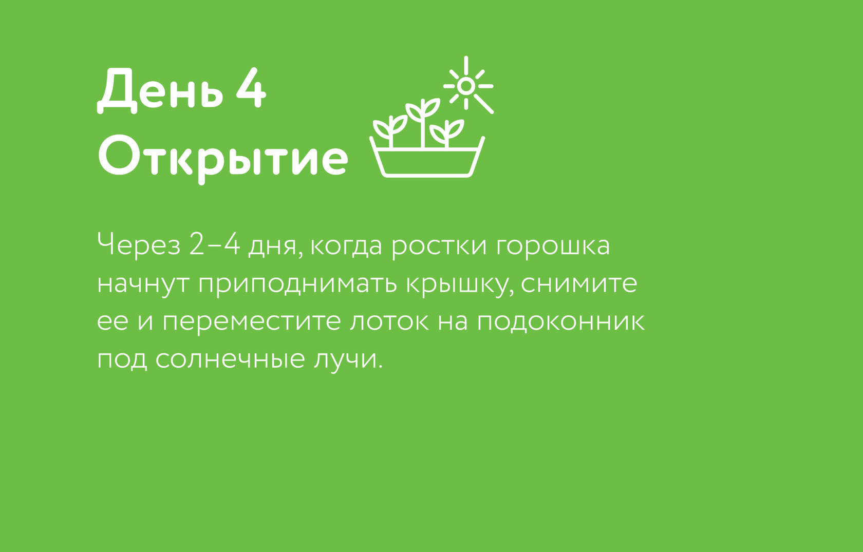 Горох
