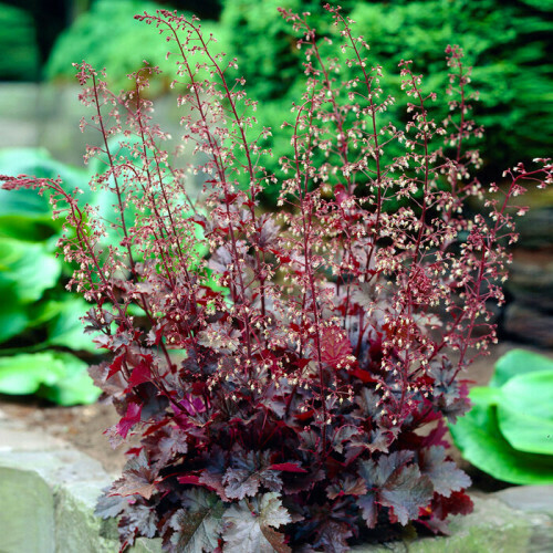 Image result for hookera Shade plants, Heuchera, Easy landscaping
