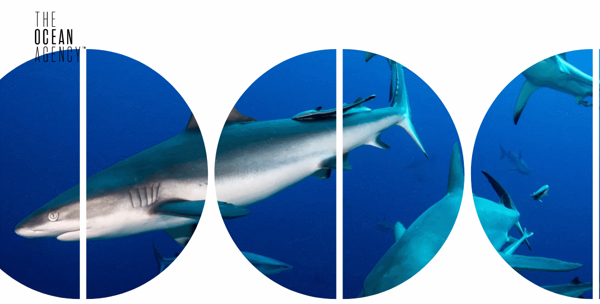 Страница «О компании» на сайте The Ocean Agency