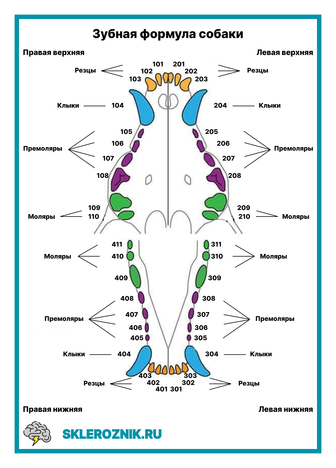 Зубная формула собаки схема