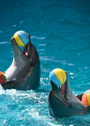 Дельфинарий &quot;Коктебель&quot;