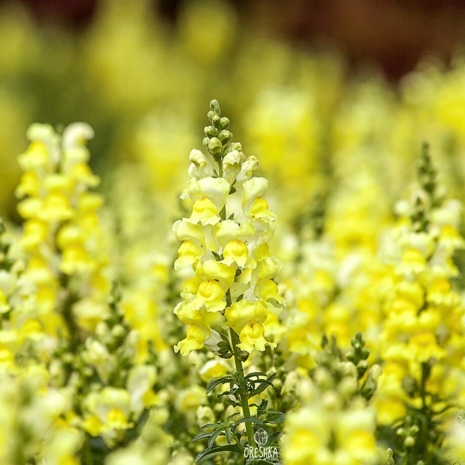 Seeds of Snapdragon yellow (Antirrhínum) — 100 pcs