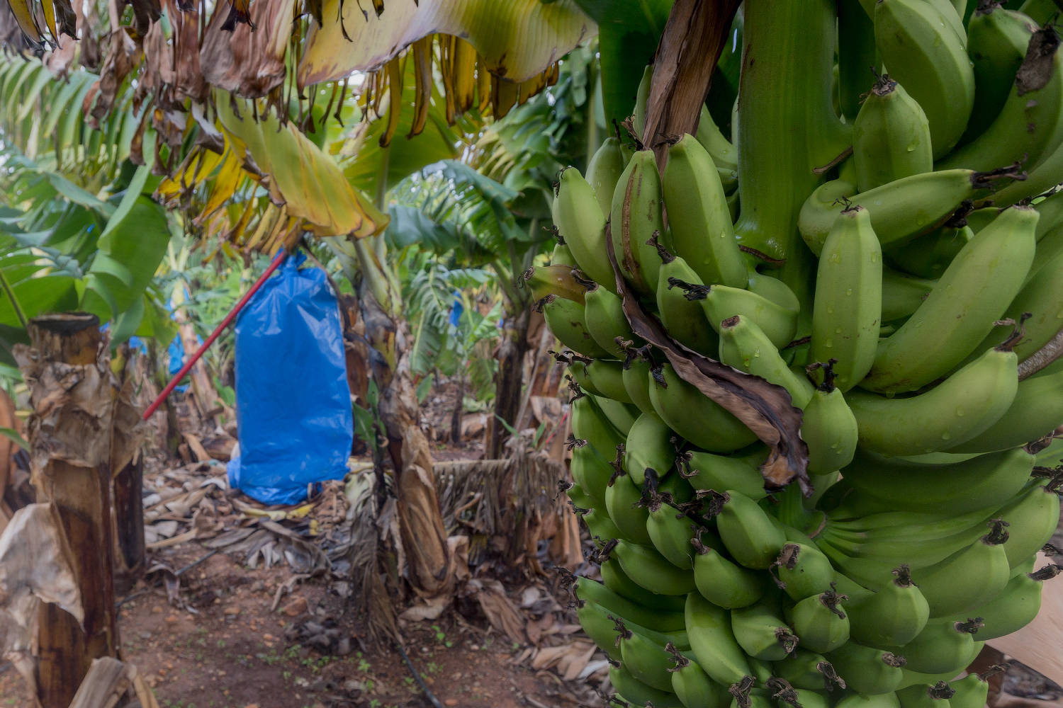 Бананы растут в россии. Банановые плантации на Кипре. Банановые плантации в Эквадоре. Южная Суматра банановые плантации. Банановые плантации в Израиле.