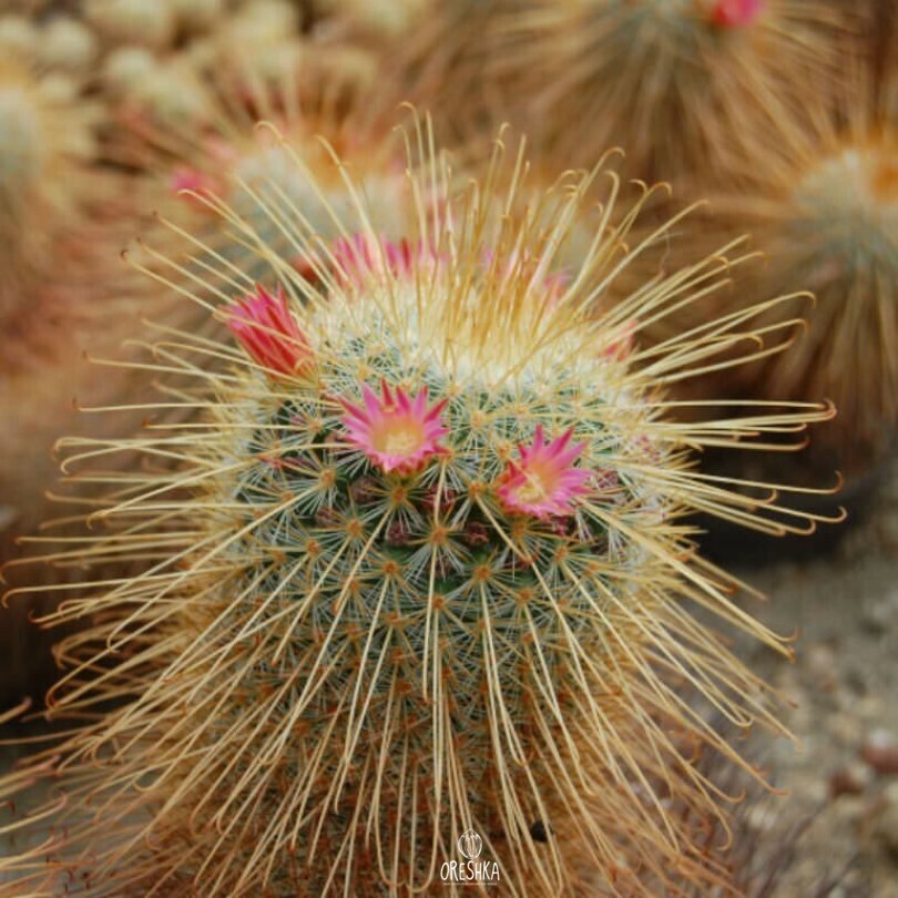Seeds of Cactus Mammillaria magnifica (Mammillaria magnifica) — 10 pcs
