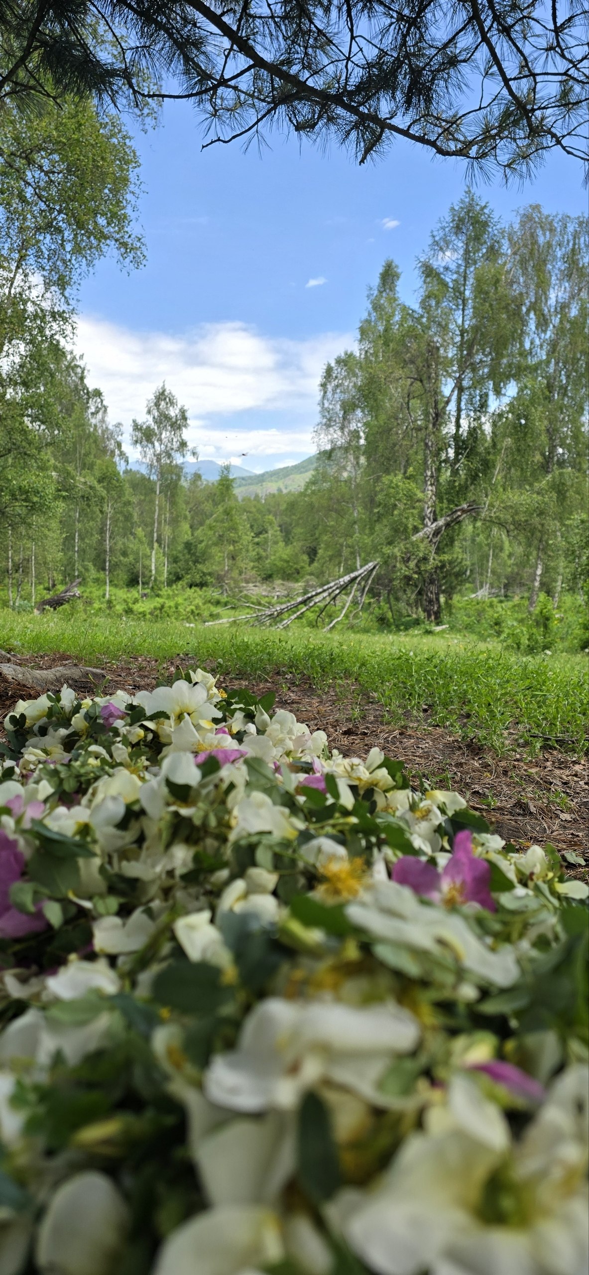 Сбор трав АБР