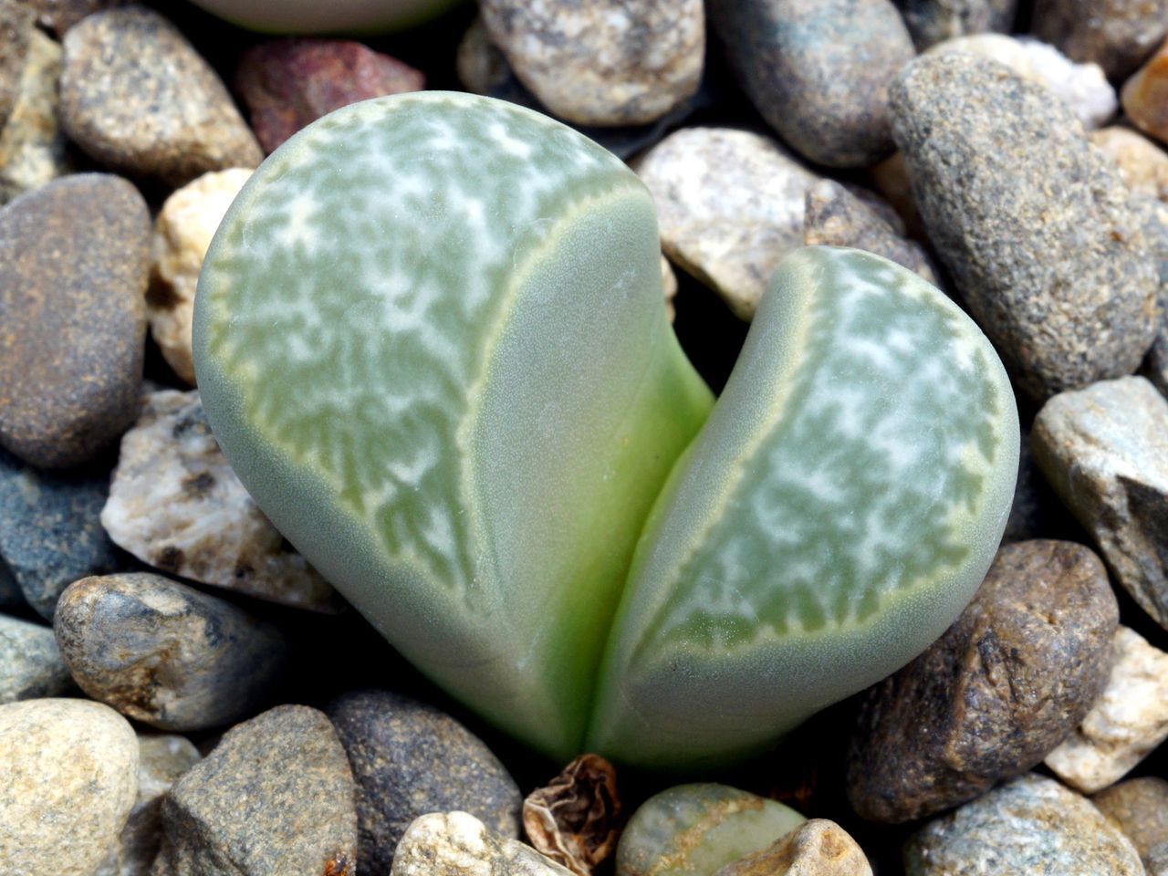 Аргиродерма Lithops Argyroderma