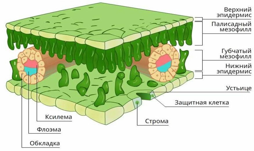 На рисунке клетки столбчатой и губчатой ткани обозначены буквой