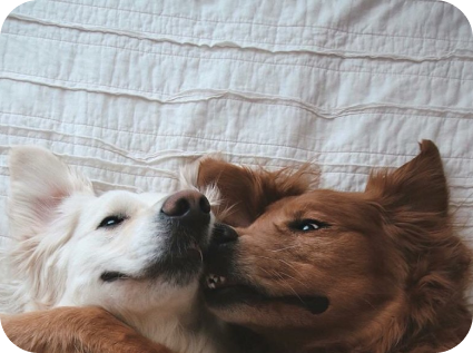 Скидки за двоих собак единовременно и больше до 15% в студии груминга My Dog Studio