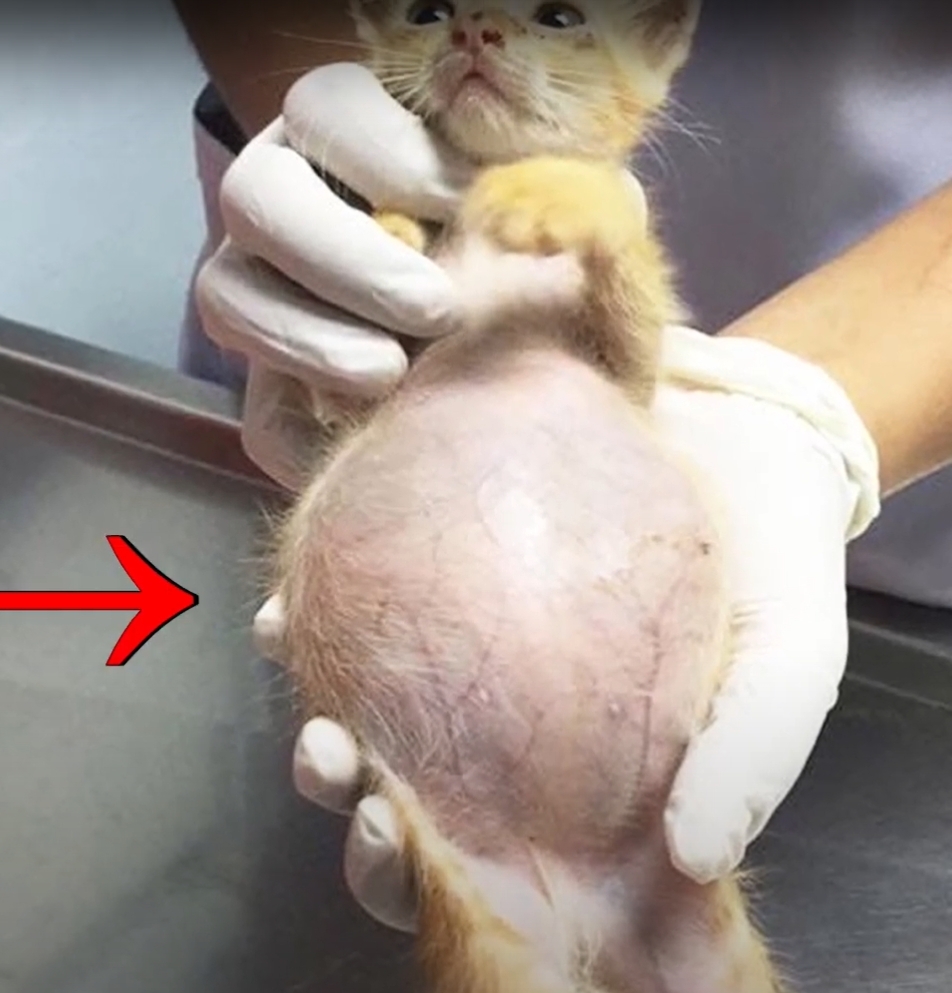 Котенок с инфекционным перитонитом кошек