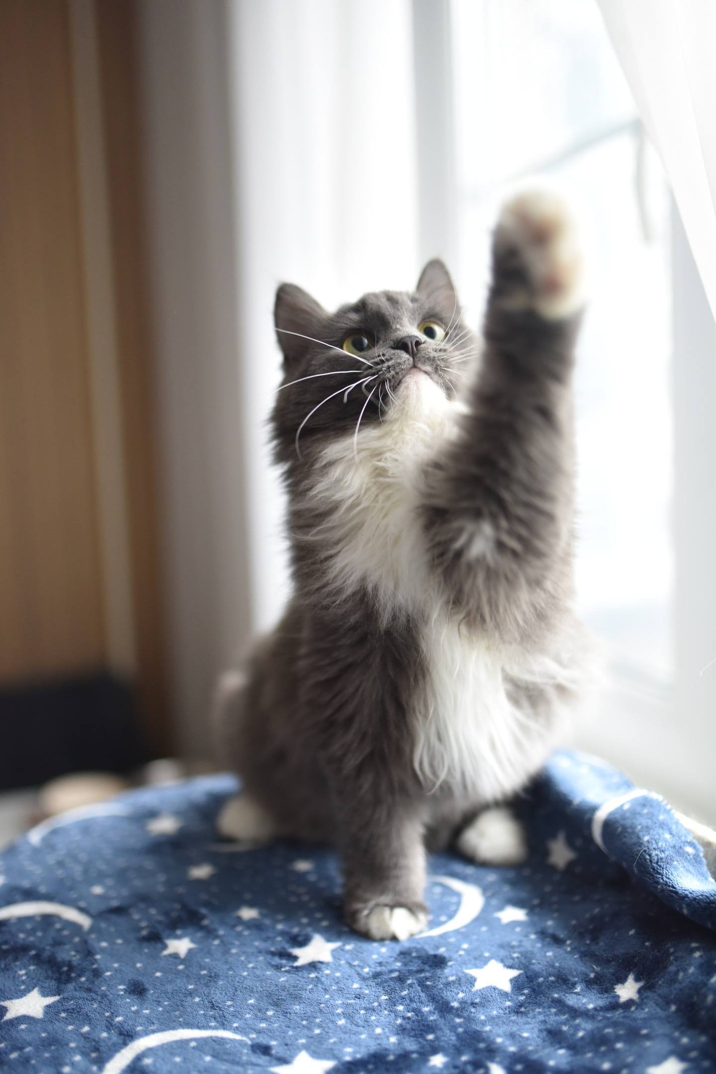 Кошка Буся ищет дом