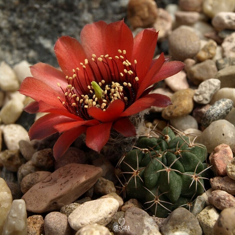 Seeds of Cactus Lobivia glauca WR 218 (Lobivia glauca WR 218) — 10 pcs