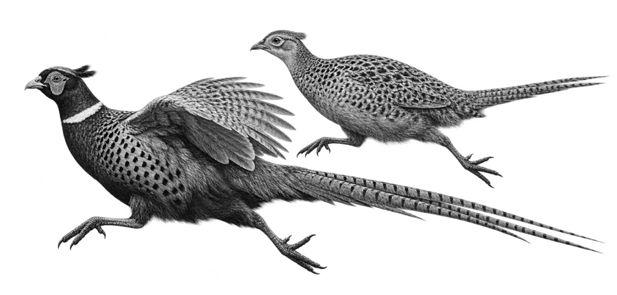 Обыкновенный фазан — Phasianus colchicus