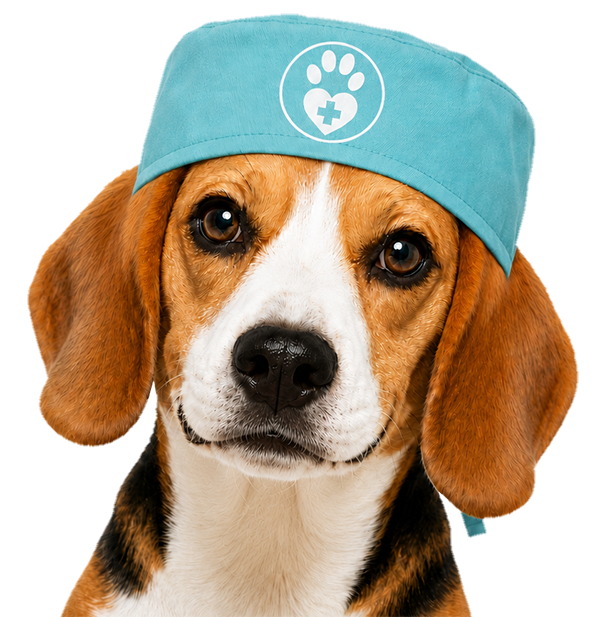 Beagle — цифровой помощник ветклиники