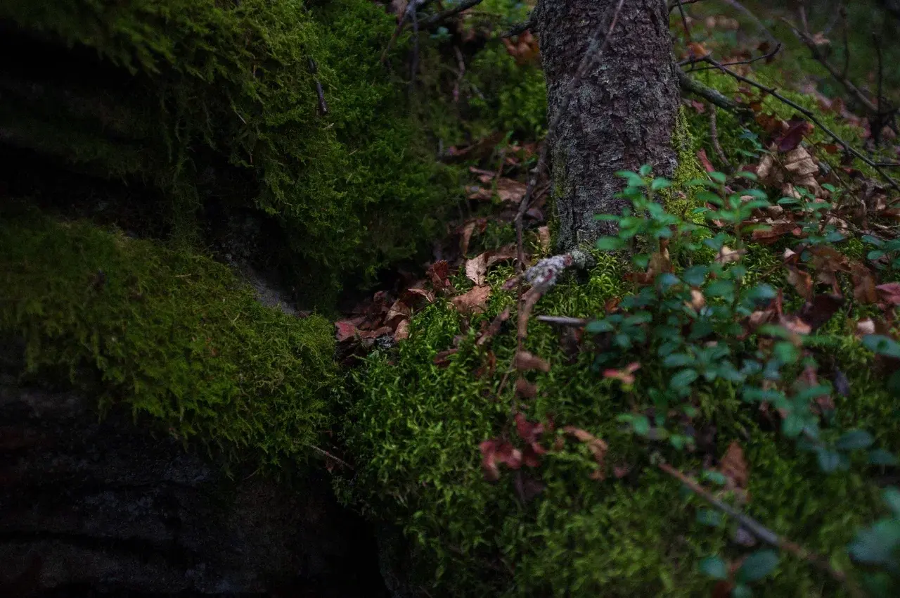 Местная природа