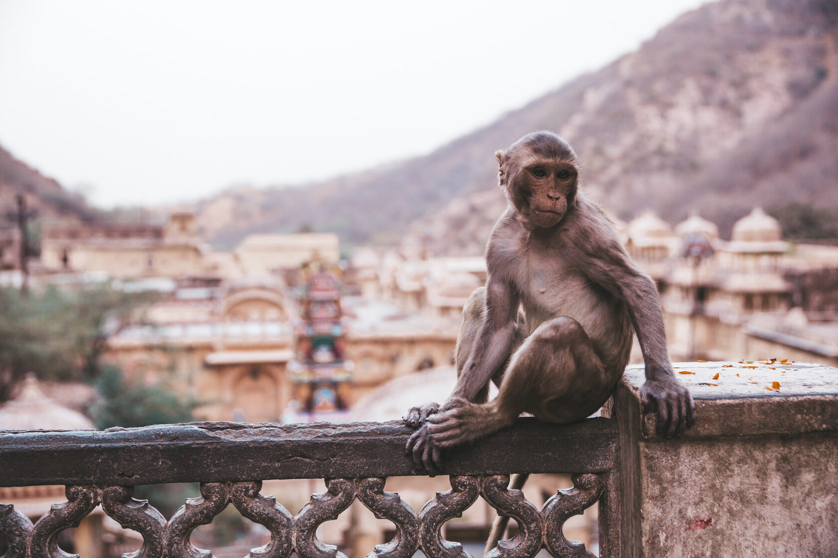 Авторский тур в Индию с Like me trip