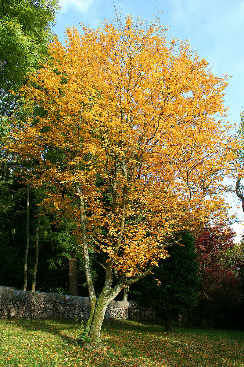 Sorbus alnifolia