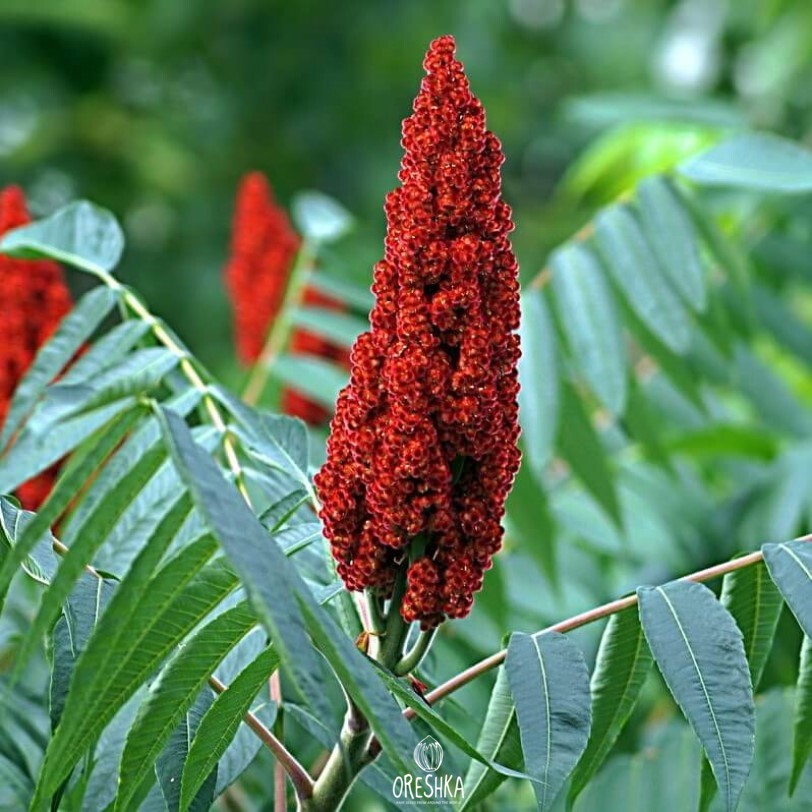 Seeds of Staghorn Sumac tree - 35 pcs