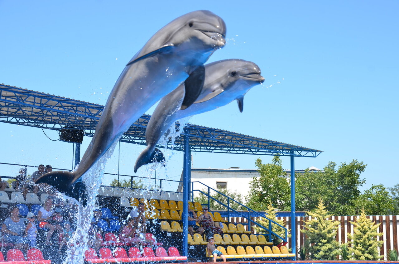Flipper дельфинарий Севастополь Севастополь