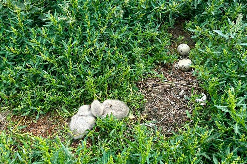 Торейские озёра – главная достопримечательность Даурского заповедника