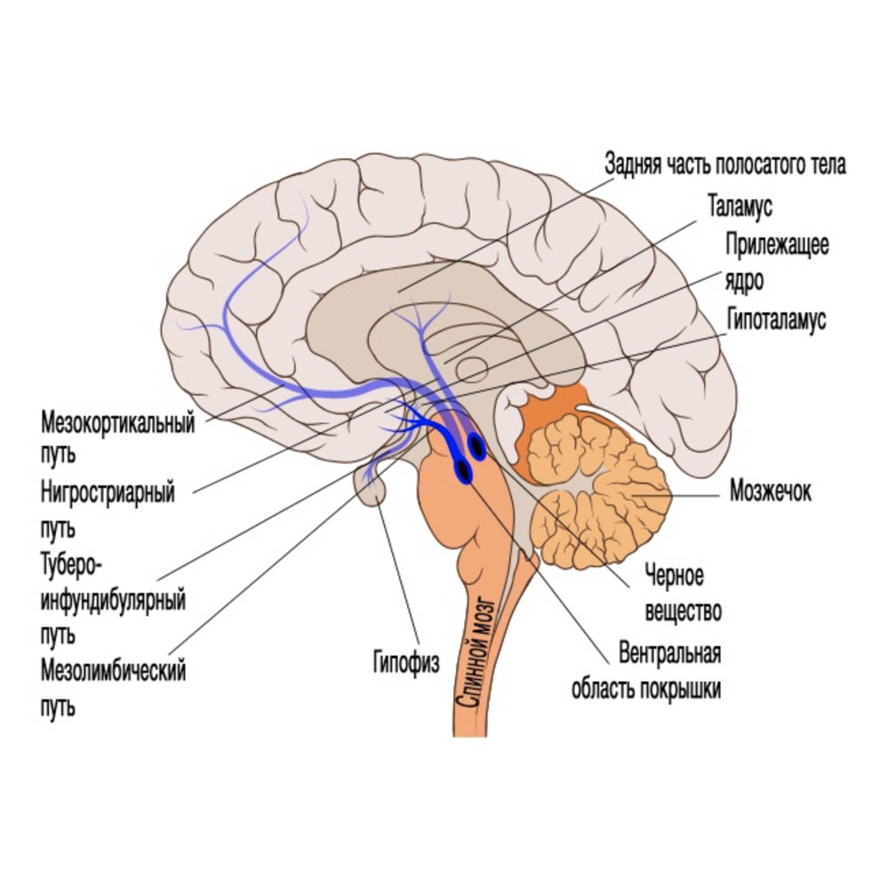 Полосатое тело. Вентральная область покрышки среднего мозга. Стриатум анатомия. Полосатое тело мозга.