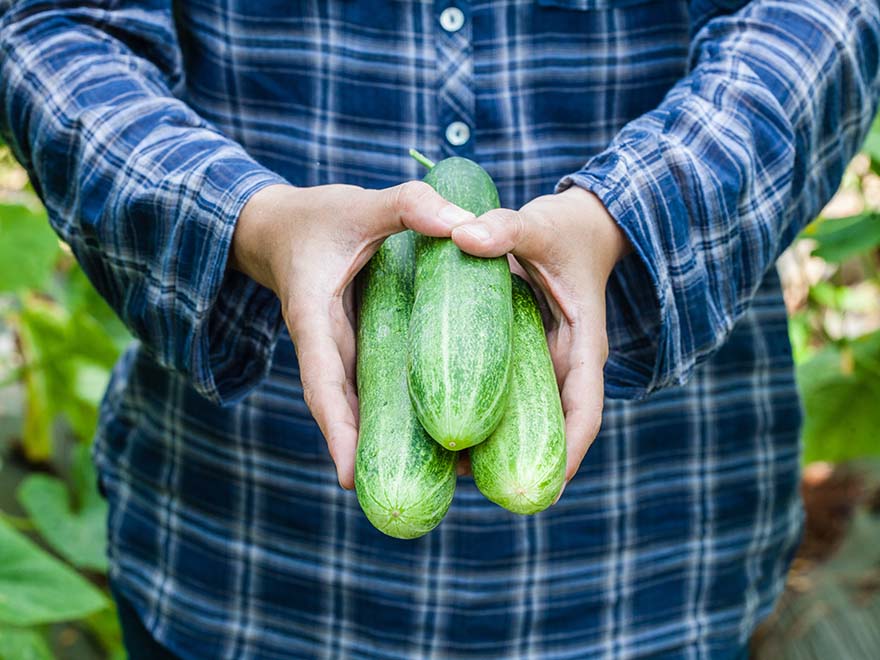 Person holding three fresh cucumbers in a garden setting, emphasizing homegrown produce for starting cucumber seeds indoors.
