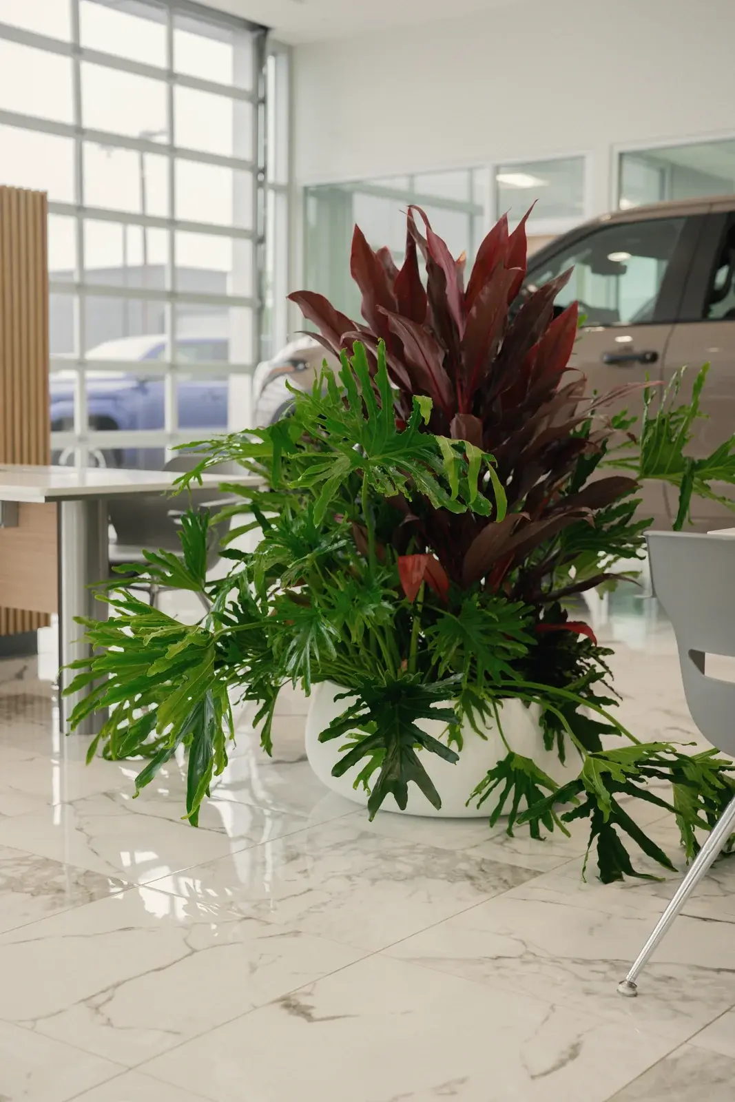 Cordyline and philodendron planter by a sales desk, Toyota of West Covina