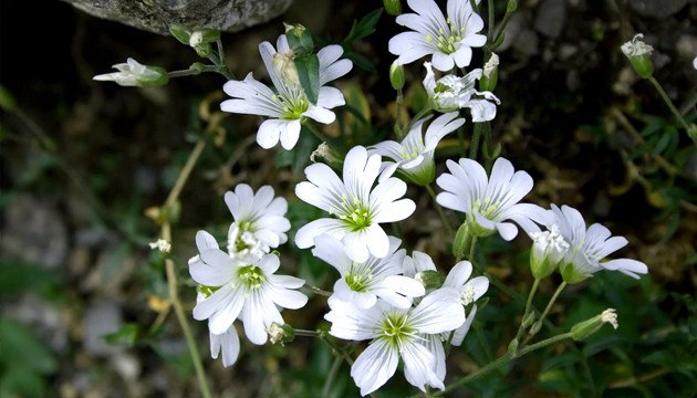 Церастиум растение компаньон улучшающих почву 