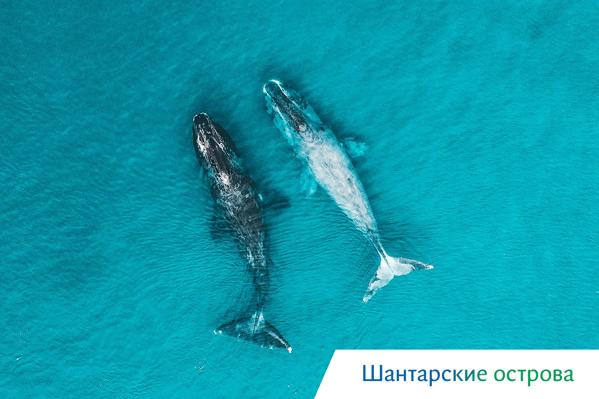 киты в охотском море