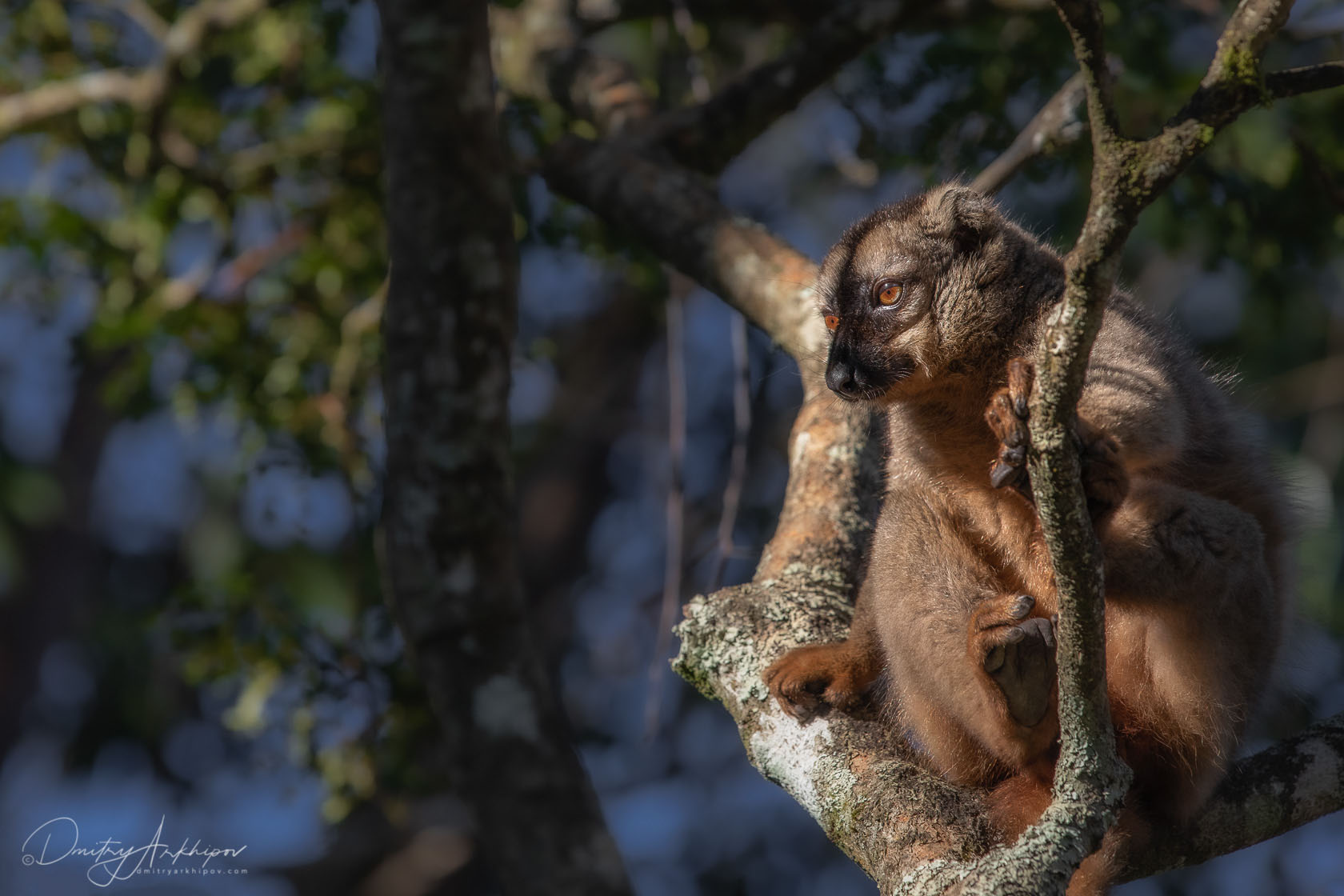 Essays on madagascar 06 image