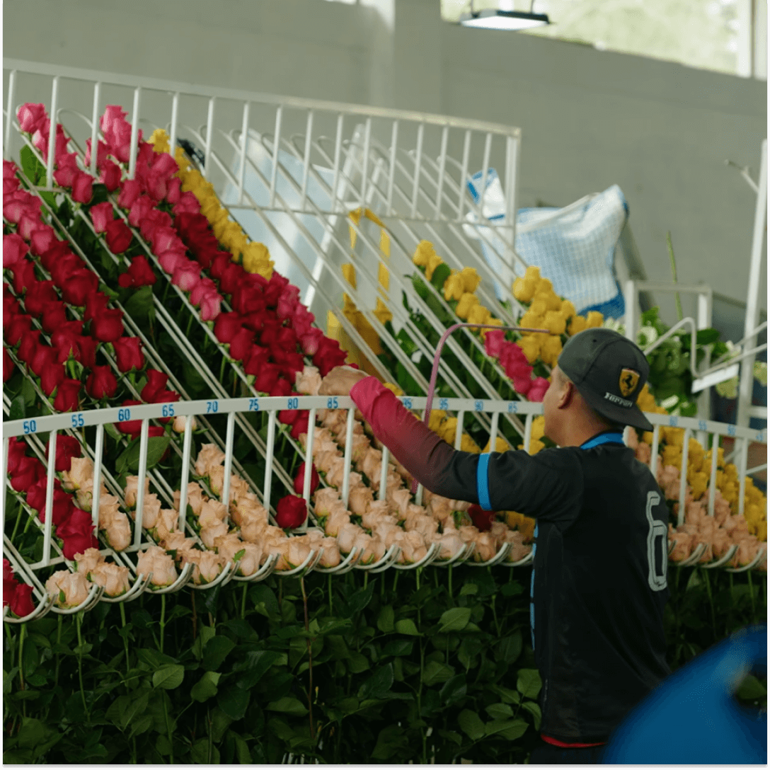 Плантация LLadeal: 3000+метров, 19 сортов и превосходное качество