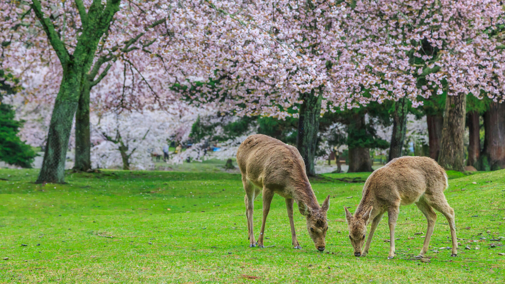 Нара — древняя столица Японии, храмы и исторические кварталы