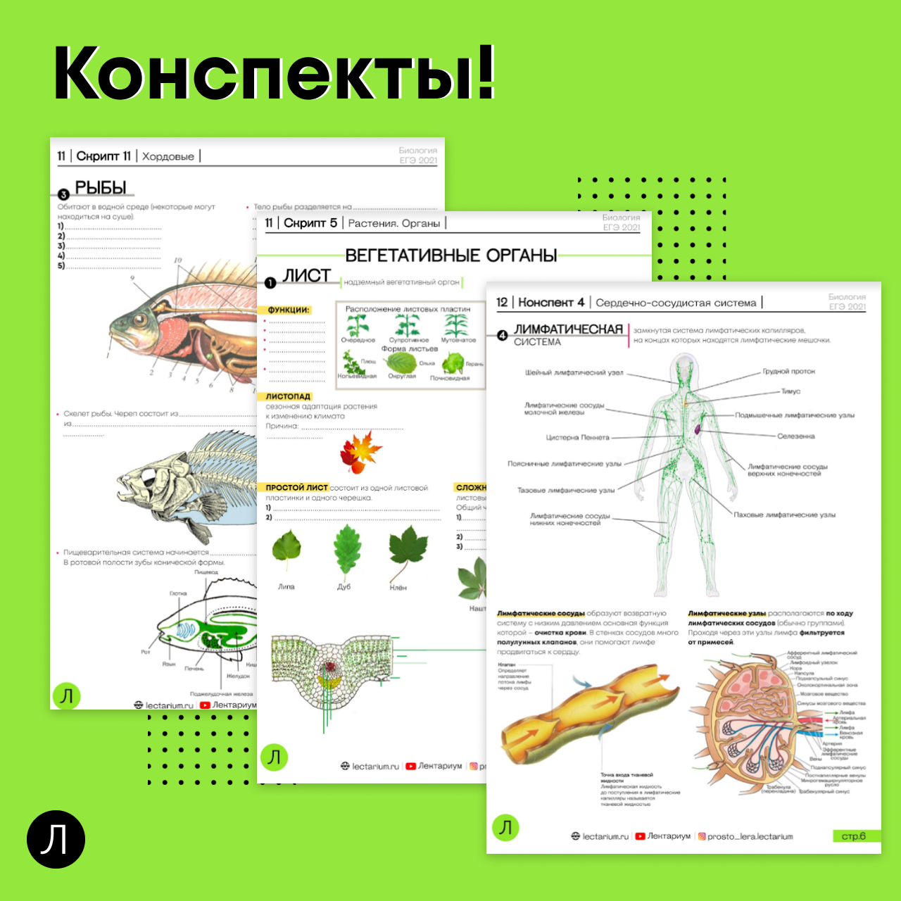 Биология (ЕГЭ). Темы для конспекта по биологии. Конспекты по биологии для подготовки к ОГЭ. Конспекты по биологии ЕГЭ.