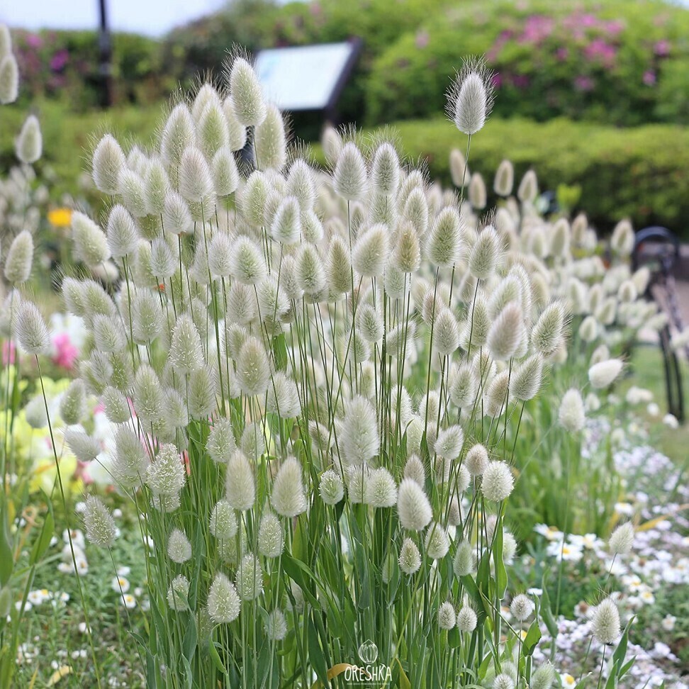 Seeds of Lagurus hare tail — 50 pcs