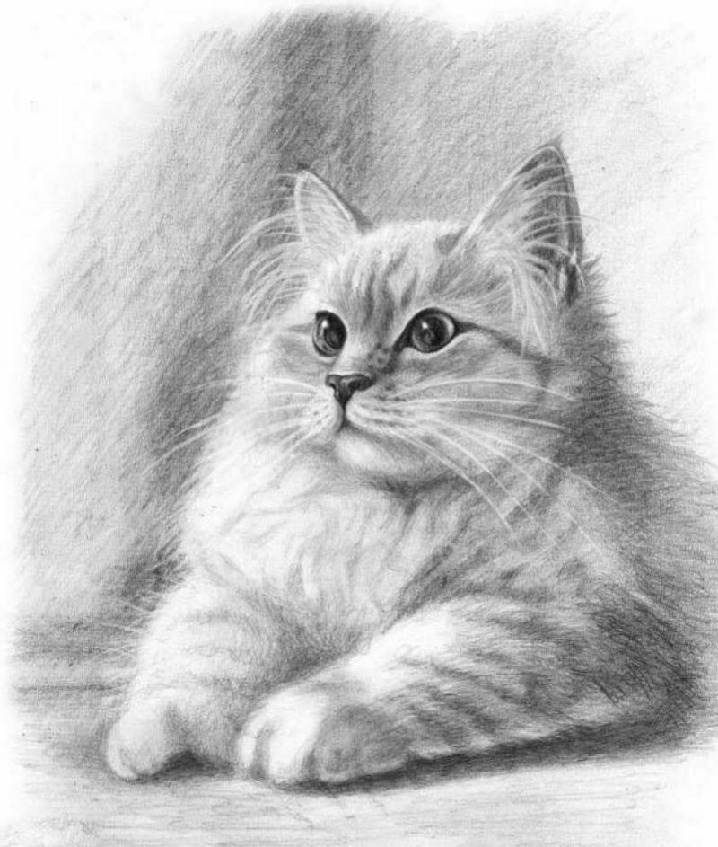 Кошка