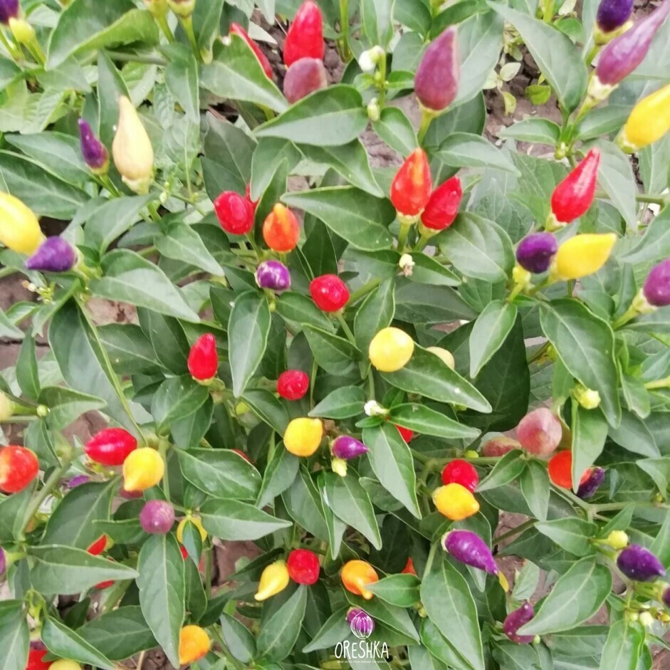 Seeds of Hot pepper Bolivian Rainbow (Capsicum) — 5 pcs